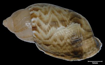 Media type: image;   Malacology 188018 Aspect: dorsal